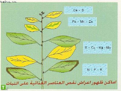 اماكن ظهور نقص بعض العناصر علي النباتات 