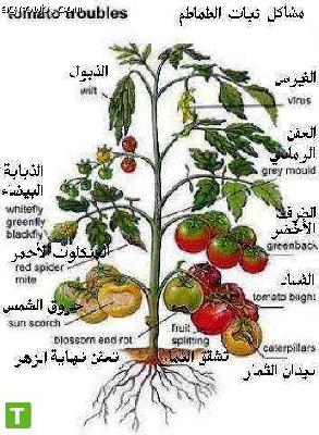 البنادوره او الطماطم و كل مشاكلها 